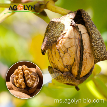 Nutrisi Nutrisi Segar Nipis 185 Walnut